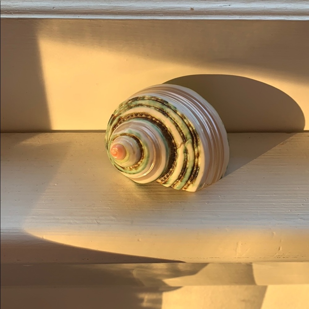 Green fake seashell